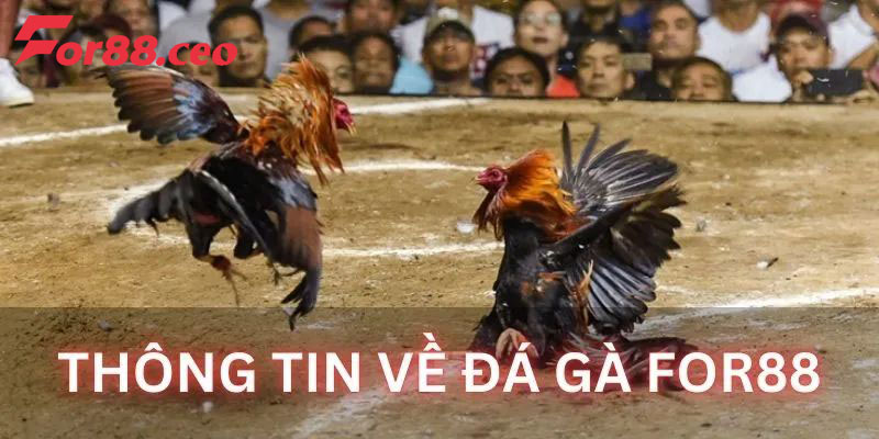 Đôi nét về đá gà For88