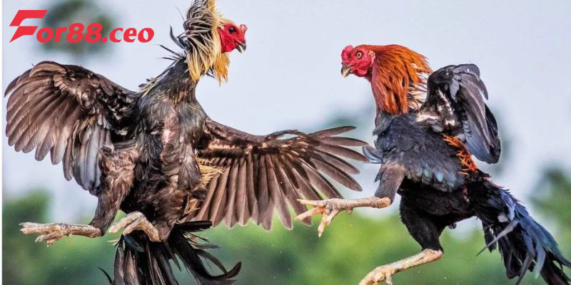 Đá gà For88 chất lượng cao, có bình luận tiếng Việt