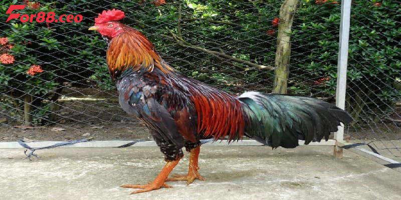 Khám phá thông tin về loại hình đá gà Thomo là gì?