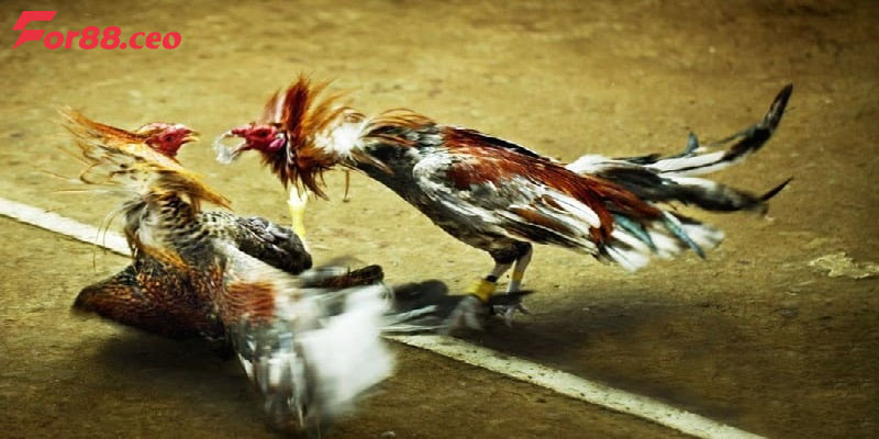 Kinh nghiệm chơi đá gà Thomo hiệu quả từ cao thủ