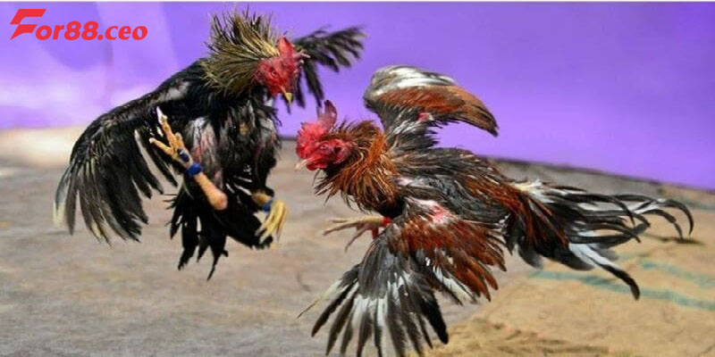Điểm qua những kinh nghiệm đá gà Thomo từ chuyên gia